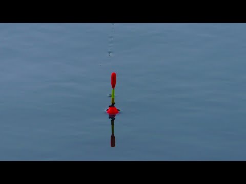 Видео: ЭТИ РЫБЫ ЛОМАЮТ УДОЧКИ! рыбалка октябрь 2022
