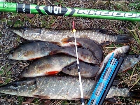 Видео: Рыбалка на боковой кивок.  Окунь щука, на мормышку. Рыбалка в октябре.