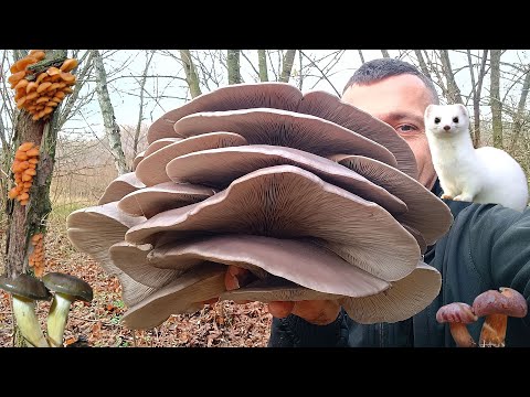 Видео: ШОК! 😱 ГРИБНИЙ ЗАВАЛ! Новини з Лісу 14.11.2025 🌲🍄