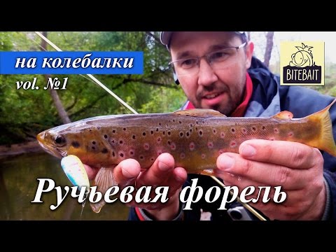 Видео: Ловля форели на колебалки. Как поймать пеструшку (ручьевую форель) на колеблющиеся блёсны. BiteBait