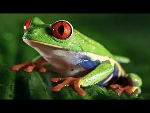 Видео: Как раплатится соперница?🐍 💯 🐍