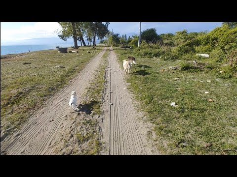 Видео: Абхазия.🌏День9️⃣🏁 Синоп-Тхубун-Мачара-Агудзера-🚩Гулрыпш