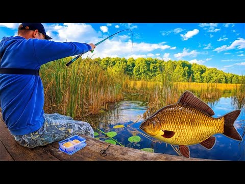 Видео: Найшвидший спосіб наловити КАРАСЯ !!! Риболовля на Кивок !!!