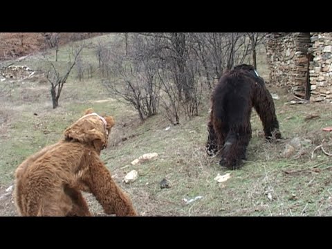 Видео: Бабугерите от "Пич маала", град Симитли хванаха мечките за сурва 2023 г.