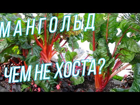 Видео: МАНГОЛЬД - чем не ХОСТА?  И вкусно, и красиво