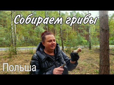 Видео: Прогулка в лесу,грибы 🍄‍🟫.Польша.