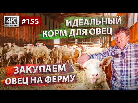 Видео: СОДЕРЖАНИЕ и РАЗВЕДЕНИЕ ОВЕЦ: породы, корм, уход | Ферма в Киевской области