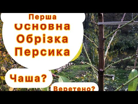 Видео: Перша обрізка після посадки персика