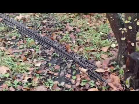 Видео: Второй раз снимаю не наших котиков город Суздаль