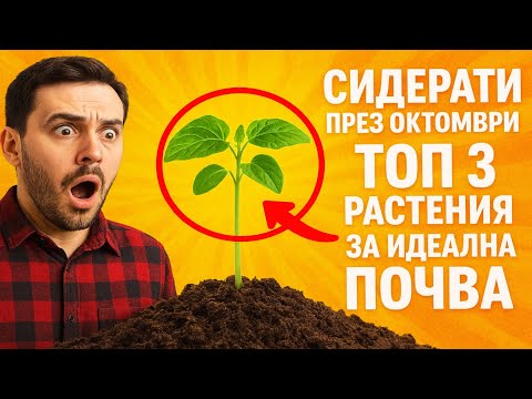 Видео: Сидерати през октомври: ТОП 3 растения за идеална почва. Действайте, преди да е късно!