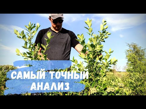 Видео: Как определить чего не хватает голубике