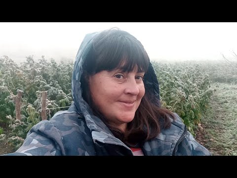 Видео: Сезон малини закінчився ,скільки вдалося зібрати кілограм...