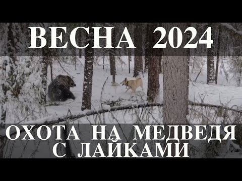 Видео: Охота на м медведя с лайками 2024.