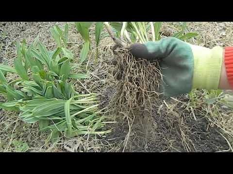 Видео: Черемша Выращивание в саду Деление и Пересадка