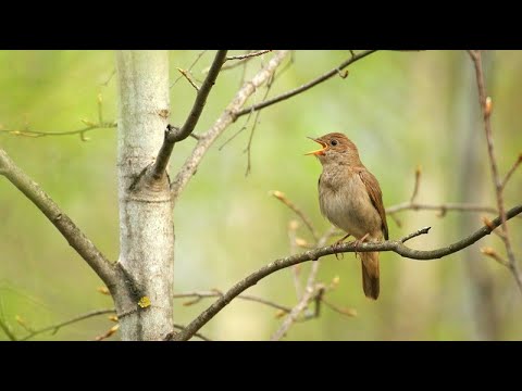 Видео: 🐦 Птахи навесні 🦅 Я досліджую світ 🦉 Природознавство 2 клас 🦆