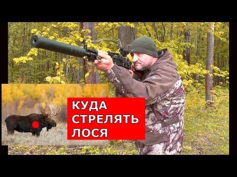Видео: КАК стрелять ЛОСЯ ? Из чего и чем? Все ответы здесь !!! Это должен знать каждый ОХОТНИК!!!