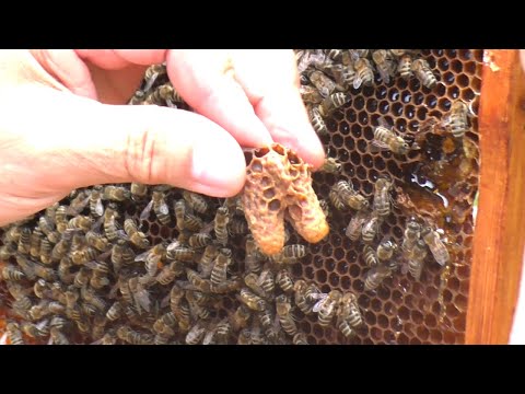 Видео: Как исправить семью с помощью маточников