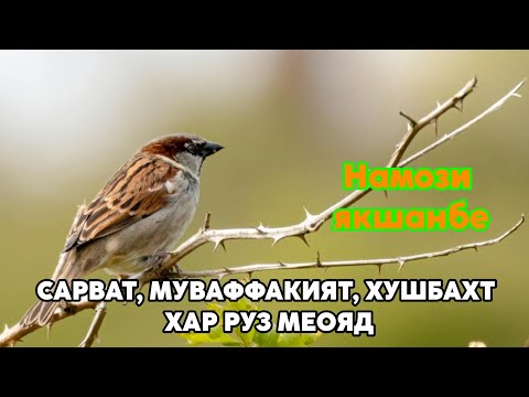 Видео: НАМОЗИ ЯКШАНБЕ! Қудрати сарват Муваффақият ва хушбахтӣ ҳар рӯз меояд