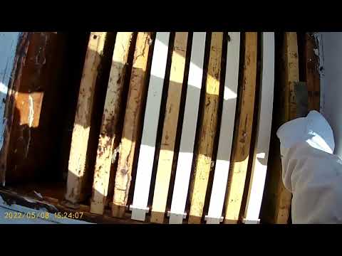 Видео: Развитие пчелопакетов из Узбекистана 14день . Подстановка вощины .