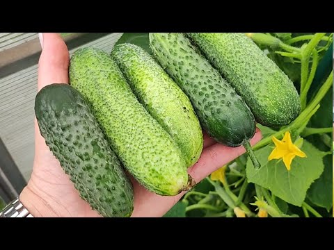 Видео: Огурцы, Томаты, Перцы Зимой выращиваю легко, в магазине не покупаю