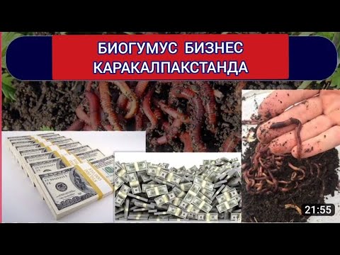 Видео: АЗ АКШАМЕН БАСЛАНАТЫН БИЗНЕС 3-ЖЫЛ БОЛДЫ. БИОГУМУС