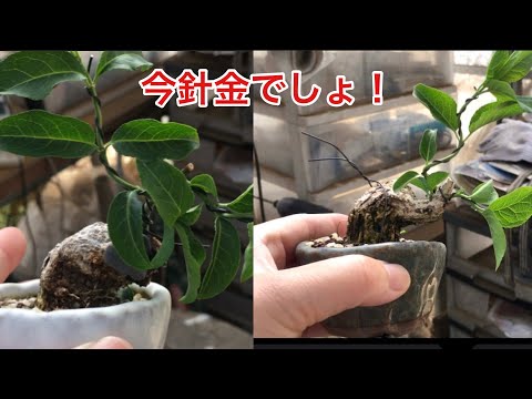 Видео: Проволочный крючок для бонсай Mayumi / Yajimaen @ Семена бонсай до того, как ветки сломаются