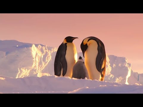 Видео: Антарктида: сказки с конца света