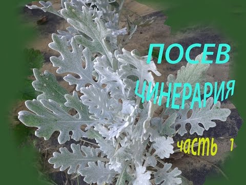 Видео: Посев ЦИНЕРАРИИ (ч.1). ФЕВРАЛЬ