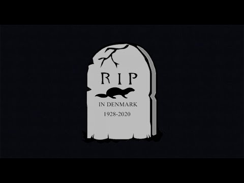 Видео: ◼Практика в Дании◼ Норковая ферма в Дании◼убой норки◼Последняя норка в Дании◼