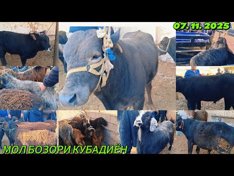 Видео: МОЛ БОЗОРИ КУБАДИЁН ЖУМА БОЗОРИ КУБАДИЁН. МАРХАМАТ