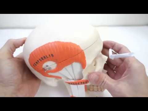 Видео: Жевательные мышцы