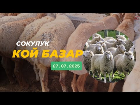 Видео: Сокулук мал базар