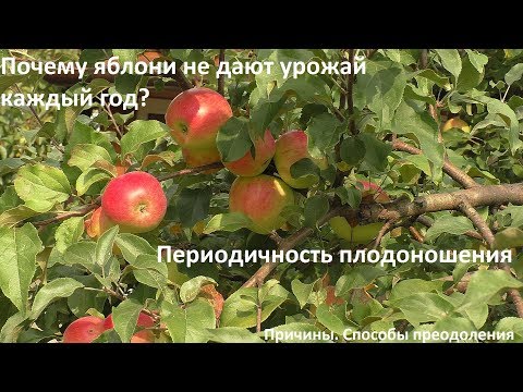 Видео: Почему яблони дают урожай не каждый год?