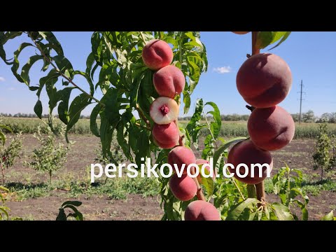 Видео: Персик Тендресс(Тendresse)25.08.2020/persikovod.com