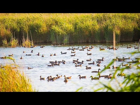 Видео: НАЙДЕН РАЙ ОХОТНИКА, ТАМ ГДЕ ТЫСЯЧИ УТОК. Забрался в ЗАТЕРЯННЫЙ МИР. Охота на утку.