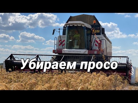 Видео: Убираем просо!!!