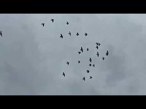 Видео: Гомер выходит на Хэллоуин 🎃