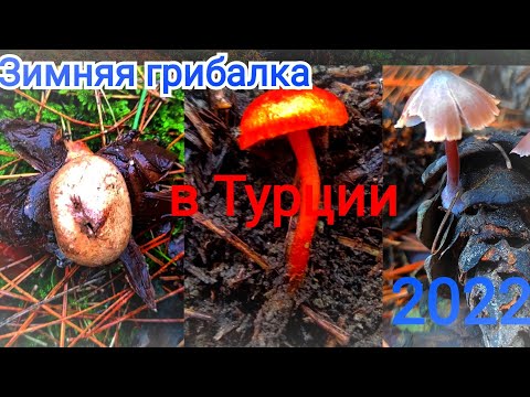 Видео: Грибы зимой в Турции