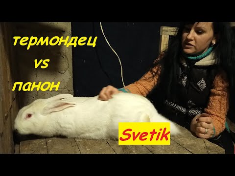 Видео: КРОЛИКИ//РАЗЛИЧИЕ ТЕРМОДСКЫЙ БЕЛЫЙ И БЕЛЫЙ ПАНОН