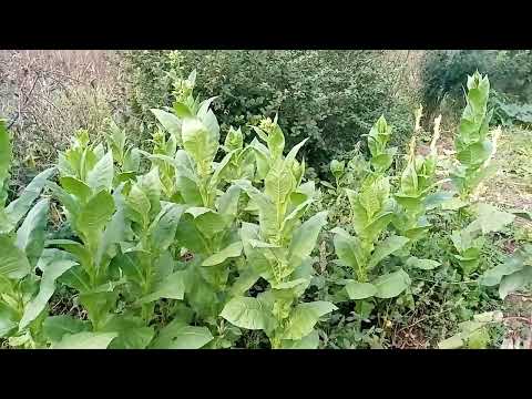 Видео: Обещают заморозки.