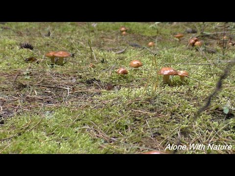 Видео: Сбор грибов в сентябре 2021,царство грибов)))!!!