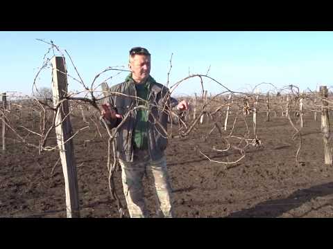 Видео: Зигзагообразный кордон - формировка для неукрывной культуры, Хисамутдинов АФ, 2020