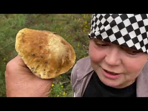 Видео: По грибы выехали полным составом! Такого кайфа у нас здесь ещё не было! Польские,белые,сезон открыт!