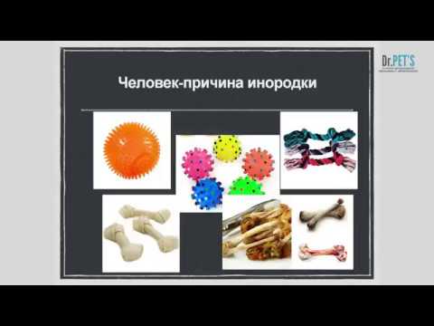 Видео: Эндоскопическое удаление инородных тел из ЖКТ