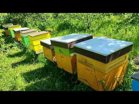 Видео: Однорамочные отводки год (11 месяцев) спустя