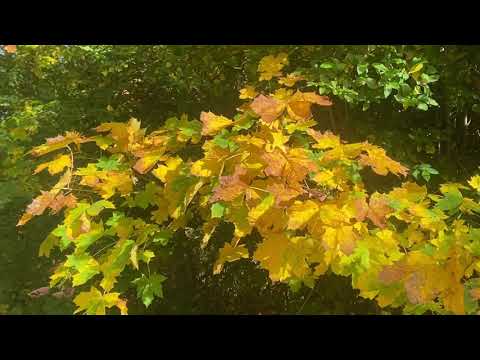 Видео: Яркие краски осени