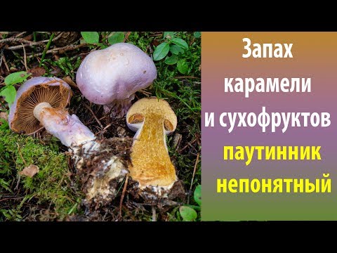 Видео: Запах карамели и сухофруктов. Паутинник непонятный.