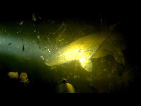 Видео: Подводная охота в прозрачных речках Казахстана