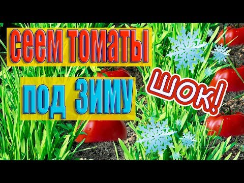 Видео: НЕВЕРОЯТНО!НОВЫЙ СПОСОБ!ПОСАДКА ТОМАТОВ ОСЕНЬЮ ПОД ЗИМУ!