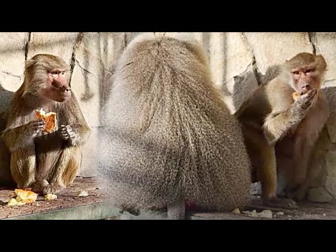 Видео: Люся РИСКОВАЯ! ПРИКРЫЛАСЬ Елисеем УВЕЛА у Лиды булку! Суровая жизнь Люси - платки ей больше не нужны